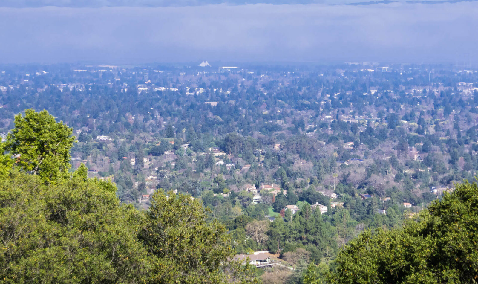 Los Altos forest view