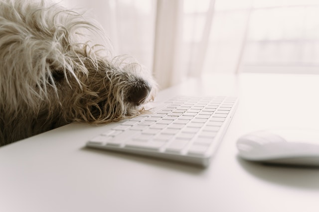 dog in front of keyboard