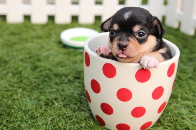 small dog in a cup