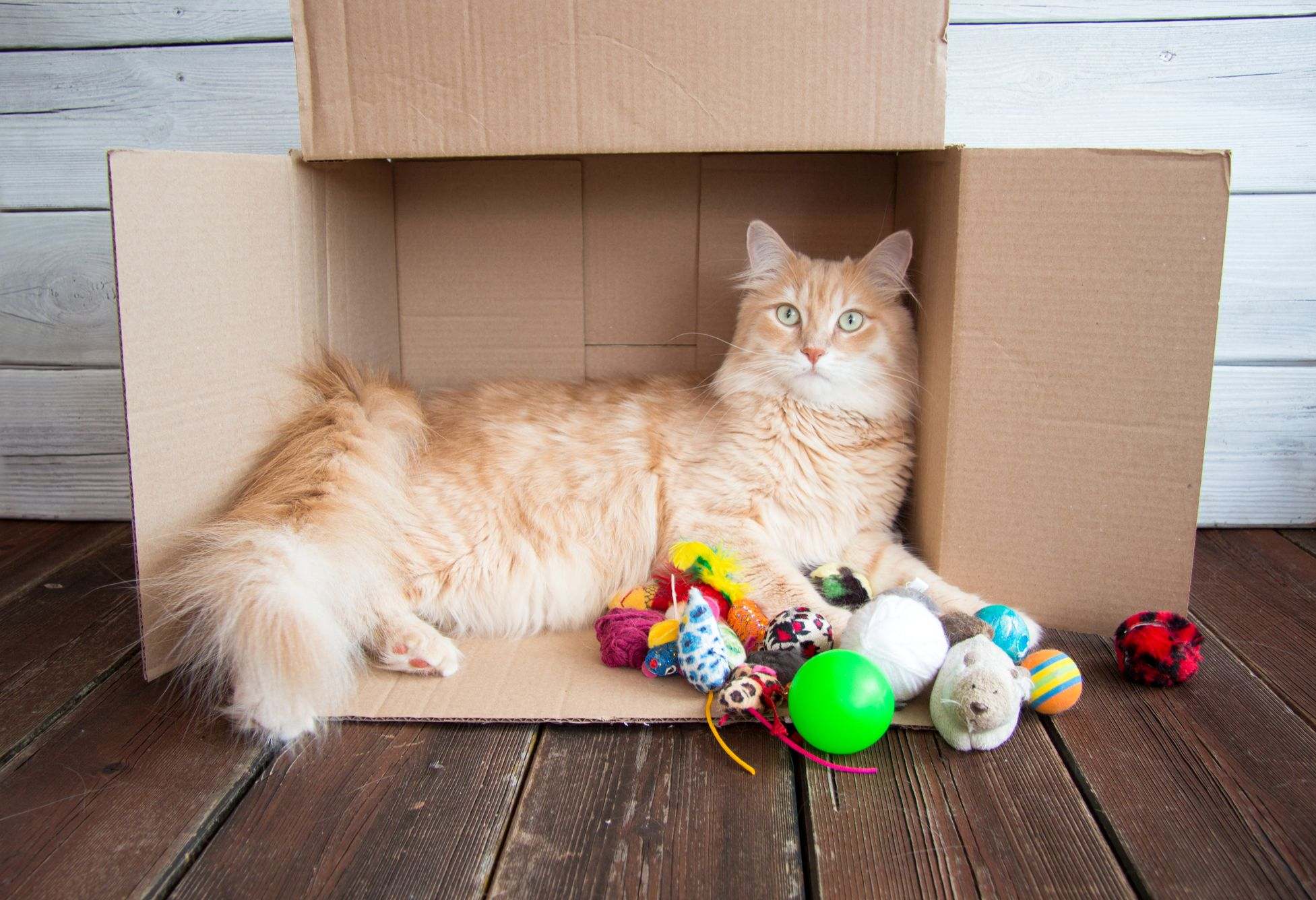 cat and her toys